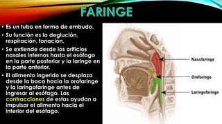 • Es un tubo en forma de embudo.
• Su función es la deglución,
respiración, fonación.
• Se extiende desde los orificios
nasales internos hasta el esófago
en la parte posterior y la laringe en
la parte anterior.
• El alimento ingerido se desplaza
desde la boca hacia la orofaringe
y la laringofaringe antes de
ingresar al esófago. Las
contracciones de estas ayudan a
impulsar el alimento hacia el
interior del esófago.

 