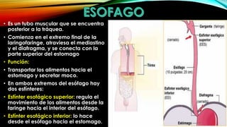 • Es un tubo muscular que se encuentra
posterior a la tráquea.
• Comienza en el extremo final de la
laringofaringe, atraviesa el mediastino
y el diafragma, y se conecta con la
parte superior del estomago

• Función:
• Transportar los alimentos hacia el
estomago y secretar moco.
• En ambos extremos del esófago hay
dos esfínteres:
• Esfínter esofágico superior: regula el
movimiento de los alimentos desde la
faringe hacia el interior del esófago.
• Esfínter esofágico inferior: lo hace
desde el esófago hacia el estomago.

 
