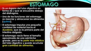 • Es un órgano del tubo digestivo en
forma de J que se encuentra debajo
del diafragma.
• Una de las funciones del estomago
es mezclar y almacenar los alimentos
(quimo).
• El estomago impulsa una pequeña
cantidad de material hacia el
duodeno, que es la primera parte del
intestino delgado.
• El estomago vacío tiene el tamaño
aproximado de una salchicha
grande, pero es la parte mas elástica
del tubo digestivo y puede acumular
gran cantidad de alimentos.

 