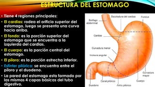 ESTRUCTURA DEL ESTOMAGO
• Tiene 4 regiones principales:
• El cardias: rodea el orificio superior del
estomago, luego se presenta una curva
hacia arriba.
• El fondo: es la porción superior del
estomago que se encuentra a la
izquierda del cardias.
• El cuerpo: es la porción central del
estomago.
• El píloro: es la porción estrecha inferior.
• Esfínter pilórico: se encuentra entre el
píloro y el duodeno.
• La pared del estomago esta formado por
las mismas 4 capas básicas del tubo
digestivo.

 