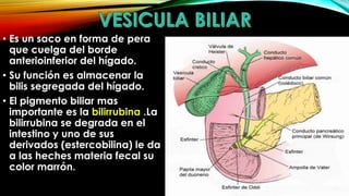 • Es un saco en forma de pera
que cuelga del borde
anterioinferior del hígado.
• Su función es almacenar la
bilis segregada del hígado.
• El pigmento biliar mas
importante es la bilirrubina .La
bilirrubina se degrada en el
intestino y uno de sus
derivados (estercobilina) le da
a las heches materia fecal su
color marrón.

 
