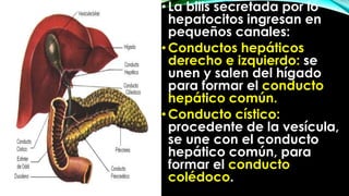 • La bilis secretada por lo
hepatocitos ingresan en
pequeños canales:
• Conductos hepáticos
derecho e izquierdo: se
unen y salen del hígado
para formar el conducto
hepático común.
• Conducto cístico:
procedente de la vesícula,
se une con el conducto
hepático común, para
formar el conducto
colédoco.

 
