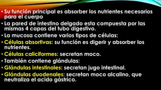 • Su función principal es absorber los nutrientes necesarios
para el cuerpo
• La pared de intestino delgado esta compuesta por las
mismas 4 capas del tubo digestivo.
• La mucosa contiene varios tipos de células:
• Células absortivas: su función es digerir y absorber los
nutrientes.
• Células caliciformes: secretan moco.
• También contiene glándulas:
• Glándulas intestinales: secretan jugo intestinal.
• Glándulas duodenales: secretan moco alcalino, que
neutraliza el acido gástrico.

 