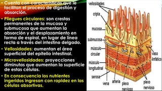 • Cuenta con características que le
facilitan el proceso de digestión y
absorción.
• Pliegues circulares: son crestas
permanentes de la mucosa y
submucosa que aumentan la
absorción y el desplazamiento en
forma de espiral, en lugar de línea
recta a través del intestino delgado.
• Vellosidades: aumentan el área
superficial del epitelio intestinal.
• Microvellosidades: proyecciones
diminutas que aumentan la superficie
de estas células.
• En consecuencia los nutrientes
ingeridos ingresan con rapidez en las
células absortivas.

 