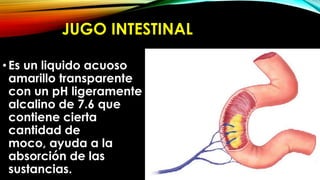 JUGO INTESTINAL
• Es un liquido acuoso
amarillo transparente
con un pH ligeramente
alcalino de 7.6 que
contiene cierta
cantidad de
moco, ayuda a la
absorción de las
sustancias.

 