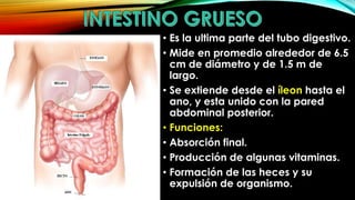 • Es la ultima parte del tubo digestivo.
• Mide en promedio alrededor de 6.5
cm de diámetro y de 1.5 m de
largo.
• Se extiende desde el íleon hasta el
ano, y esta unido con la pared
abdominal posterior.
• Funciones:
• Absorción final.
• Producción de algunas vitaminas.
• Formación de las heces y su
expulsión de organismo.

 