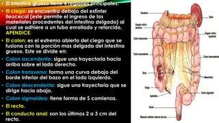 • El intestino grueso tiene 4 regiones principales:
• El ciego: se encuentra debajo del esfínter
ileocecal (este permite el ingreso de los
materiales procedentes del intestino delgado) al
cual se adhiere a un tubo enrollado y retorcido,
APENDICE.
• El colon: es el extremo abierto del ciego que se
fusiona con la porción mas delgada del intestino
grueso. Este se divide en:
• Colon ascendente: sigue una trayectoria hacia
arriba sobre el lado derecho.

• Colon transverso: forma una curva debajo del
borde inferior del bazo en el lado izquierdo.
• Colon descendente: sigue una trayectoria que se
dirige hacia abajo.

• Colon sigmoideo: tiene forma de S comienza.
• El recto.
• El conducto anal: son los últimos 2 a 3 cm del
recto.

 