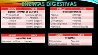ENZIMAS

FUENTE

ENZIMAS

DIGIEREN HIDRATOS DE CARBONO

FUENTE

DIGIEREN PROTEINAS

Amilasa salival

Glándulas salivales

Pepsina

Estómago

Amilasa pancreática

Páncreas

Tripsina

Páncreas

Maltasa

Intestino delgado

Quimiotripsina

Páncreas

Sacarosa

Intestino delgado

Carboxipeptidasa

Páncreas

lactasa

Intestino delgado

Peptidasas

Intestino delgado

ENZIMAS

FUENTE

ENZIMAS
NUCLEASAS

DIGIEREN LÍPIDOS

Lipasa pancreática

páncreas

FUENTE

Ribonucleasa

Páncreas

Desoxirribonucleasa

Páncreas

 