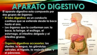 El aparato digestivo esta compuesto por
dos grupos de órganos:
• El tubo digestivo: es un conducto
continuo que se extiende desde la boca
hasta el ano.
• Los órganos que lo conforman son: la
boca, la faringe, el esófago, el
estomago, el intestino delgado y el
intestino grueso.
• Órganos digestivos accesorios: los
dientes, la lengua, las glándulas
salivales, el hígado, la vesícula biliar, y
el páncreas.

 