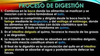 1. Comienza en la boca donde los alimentos se mastican y se
mezclan con la saliva formándose el bolo.
2. La comida es comprimida y dirigida desde la boca hacia la
faringe mediante la deglución, y del esófago al estómago, donde
los alimentos son mezclados con ácido clorhídrico que los
descompone. El bolo se transforma en quimo.
3. En el intestino delgado el quimo, favorece la mezcla de las grasas
y se degradan.
4. La mayoría de los nutrientes se absorben en el intestino delgado.
Toda esta mezcla constituye ahora el quilo.
5. El final de la digestión es la acumulación del quilo en el intestino
grueso donde se absorbe el agua y posteriormente defecar las
heces.

 