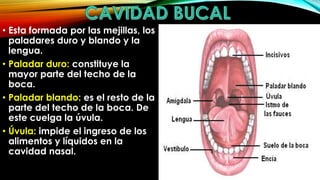 • Esta formada por las mejillas, los
paladares duro y blando y la
lengua.
• Paladar duro: constituye la
mayor parte del techo de la
boca.
• Paladar blando: es el resto de la
parte del techo de la boca. De
este cuelga la úvula.
• Úvula: impide el ingreso de los
alimentos y líquidos en la
cavidad nasal.

 