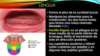 LENGUA
• Forma el piso de la cavidad bucal.
• Manipula los alimentos para la
masticación, les dan forma hasta
que forma una masa redonda,
llamada bolo.
• Frenillo lingual: es un pliegue en la
línea media de la parte inferior de
la lengua, limita el movimiento de
esta en dirección posterior.
• Las superficies posterior y lateral
están cubiertas por papilas y en
algunas hay papilas gustativas.

 