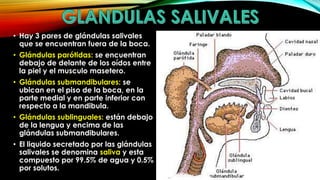 • Hay 3 pares de glándulas salivales
que se encuentran fuera de la boca.
• Glándulas parótidas: se encuentran
debajo de delante de los oídos entre
la piel y el musculo masetero.
• Glándulas submandibulares: se
ubican en el piso de la boca, en la
parte medial y en parte inferior con
respecto a la mandibula.
• Glándulas sublinguales: están debajo
de la lengua y encima de las
glándulas submandibulares.

• El liquido secretado por las glándulas
salivales se denomina saliva y esta
compuesto por 99.5% de agua y 0.5%
por solutos.

 