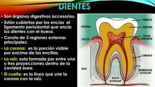 • Son órganos digestivos accesorios.
• Están cubiertos por las encías el
ligamento periodontal que ancla
los dientes con el hueso.
• Consta de 3 regiones externas
principales:
• La corona: es la porción visible
por encima de las encillas.
• La raíz: esta formada por entre una
y tres proyecciones dentro de la
cavidad ósea.
• El cuello: es la línea que une la
corona con la raíz.

 
