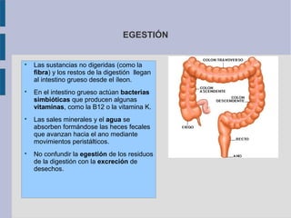 EGESTIÓN









Las sustancias no digeridas (como la
fibra) y los restos de la digestión llegan
al intestino grueso desde el íleon.
En el intestino grueso actúan bacterias
simbióticas que producen algunas
vitaminas, como la B12 o la vitamina K.
Las sales minerales y el agua se
absorben formándose las heces fecales
que avanzan hacia el ano mediante
movimientos peristálticos.
No confundir la egestión de los residuos
de la digestión con la excreción de
desechos.

 