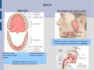 BOCA
DIENTES

GLÁNDULAS SALIVALES

Elaboran la saliva, humedecen los alimentos e
inician la digestión química de los glúcidos

Incisivos cortan
Premolares trituran
muelen

Caninos desgarran,
Molares trituran y

Dentadura adulta 32 (8:4:8:12)
Dentadura de leche 20 (8:4:8:0)

 