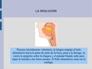 LA DEGLUCIÓN

Proceso inicialmente voluntario, la lengua empuja el bolo
alimenticio hacia la parte de atrás de la boca, pasa a la faringe, se
cierra la epiglotis sobre la tráquea y el paladar blando sube para
tapar la entrada a las fosas nasales. El bolo alimenticio entra en el
esófago.

 