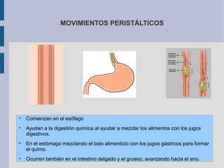 MOVIMIENTOS PERISTÁLTICOS









Comienzan en el esófago
Ayudan a la digestión química al ayudar a mezclar los alimentos con los jugos
digestivos.
En el estómago mezclando el bolo alimenticio con los jugos gástricos para formar
el quimo.
Ocurren también en el intestino delgado y el grueso, avanzando hacia el ano.

 
