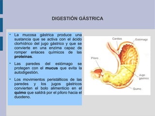 DIGESTIÓN GÁSTRICA







La mucosa gástrica produce una
sustancia que se activa con el ácido
clorhídrico del jugo gástrico y que se
convierte en una enzima capaz de
romper enlaces químicos de las
proteínas.
Las paredes del estómago se
protegen con el mucus que evita la
autodigestión.
Los movimientos peristálticos de las
paredes y los jugos gástricos
convierten el bolo alimenticio en el
quimo que saldrá por el píloro hacia el
duodeno.

 