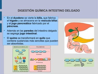 DIGESTIÓN QUÍMICA INTESTINO DELGADO






En el duodeno se vierte la bilis, que fabrica
el hígado y se almacena en la vesícula biliar,
y el jugo pancreático fabricado por el
páncreas.
Además en las paredes del intestino delgado
se segrega jugo intestinal.
El quimo se transformará en quilo que
contiene sustancias más sencillas que pueden
ser absorbidas.

 