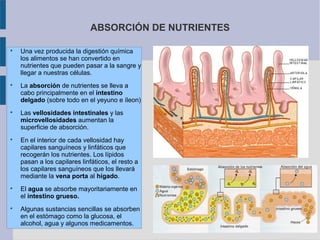 ABSORCIÓN DE NUTRIENTES












Una vez producida la digestión química
los alimentos se han convertido en
nutrientes que pueden pasar a la sangre y
llegar a nuestras células.
La absorción de nutrientes se lleva a
cabo principalmente en el intestino
delgado (sobre todo en el yeyuno e íleon)
Las vellosidades intestinales y las
microvellosidades aumentan la
superficie de absorción.
En el interior de cada vellosidad hay
capilares sanguíneos y linfáticos que
recogerán los nutrientes. Los lípidos
pasan a los capilares linfáticos, el resto a
los capilares sanguíneos que los llevará
mediante la vena porta al hígado.
El agua se absorbe mayoritariamente en
el intestino grueso.
Algunas sustancias sencillas se absorben
en el estómago como la glucosa, el
alcohol, agua y algunos medicamentos.

 