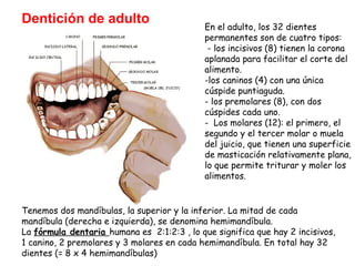Dentición de adulto

En el adulto, los 32 dientes
permanentes son de cuatro tipos:
- los incisivos (8) tienen la corona
aplanada para facilitar el corte del
alimento.
-los caninos (4) con una única
cúspide puntiaguda.
- los premolares (8), con dos
cúspides cada uno.
- Los molares (12): el primero, el
segundo y el tercer molar o muela
del juicio, que tienen una superficie
de masticación relativamente plana,
lo que permite triturar y moler los
alimentos.

Tenemos dos mandíbulas, la superior y la inferior. La mitad de cada
mandíbula (derecha e izquierda), se denomina hemimandíbula.
La fórmula dentaria humana es 2:1:2:3 , lo que significa que hay 2 incisivos,
1 canino, 2 premolares y 3 molares en cada hemimandíbula. En total hay 32
dientes (= 8 x 4 hemimandíbulas)

 
