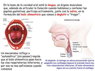 En la base de la cavidad oral está la lengua, un órgano musculoso
que, además de articular la fonación cuando hablamos y contener las
papilas gustativas, participa activamente, junto con la saliva, en la
formación del bolo alimenticio que vamos a deglutir o "tragar".

Un mecanismo reflejo o
“automático” (sin pensar) impide
que el bolo alimenticio pase hacia
las vías respiratorias inferiores, y
por eso no nos asfixiamos cuando
comemos

Al deglutir, la laringe se eleva provocando que la
epiglotis (un cartílago) tapone la entrada hacia las
vías respiratorias inferiores. El bolo alimenticio
sigue así su camino hacia el esófago.

 