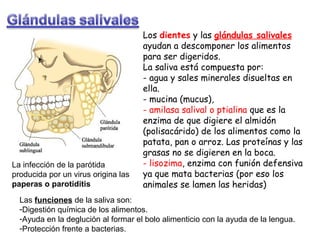 La infección de la parótida
producida por un virus origina las
paperas o parotiditis

Los dientes y las glándulas salivales
ayudan a descomponer los alimentos
para ser digeridos.
La saliva está compuesta por:
- agua y sales minerales disueltas en
ella.
- mucina (mucus),
- amilasa salival o ptialina que es la
enzima de que digiere el almidón
(polisacárido) de los alimentos como la
patata, pan o arroz. Las proteínas y las
grasas no se digieren en la boca.
- lisozima, enzima con funión defensiva
ya que mata bacterias (por eso los
animales se lamen las heridas)

Las funciones de la saliva son:
-Digestión química de los alimentos.
-Ayuda en la deglución al formar el bolo alimenticio con la ayuda de la lengua.
-Protección frente a bacterias.

 