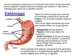 Una vez realizada la masticación y la insalivación para formar el bolo alimenticio,
éste es deglutido o tragado pasando al esófago que conduce el bolo hasta el
estómago para seguir con la digestión química.

esófago

cardias

Órgano con forma de gaita que comunica
con el esófago a través de la válvula del
cardias y con el intestino delgado mediante
el píloro.
Tiene varias capas musculares que sirven
para mezclar el bolo con el jugo gástrico.
Composición del jugo gástrico:
-Pepsina: enzima que digiere las
proteínas
-Ácido clorhídrico (HCl) que sirve para
la activación de la pepsina. La pared del
estómago está recubierta por mucina
que la protege frente al ataque de la
pepsina y del ácido.

Capas
musculares

píloro

Como resultado de la digestión estomacal el bolo alimenticio
es transformado en una papilla llamada quimo que pasará al
intestino delgado para continuar su digestión.

 