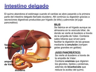El quimo abandona el estómago cuando el cardias se abre pasando a la primera
parte del intestino delgado llamado duodeno. Allí continúa su digestión gracias a
secreciones digestivas producidas por hígado (la bilis) y páncreas (el jugo
pancreático)
BILIS:
Se fabrica en el hígado aunque se
almacena en la vesícula biliar, de
donde se vierte al duodeno a través
de la ampolla de Vater. Contiene
hígado
sales biliares que sirven para
facilitar la digestión de las grasas
mediante la emulsión (rompen
Vesícula
estómago gotas grandes en gotitas)
biliar

páncreas

ampolla
de Vater
duodeno

JUGO PANCREÁTICO:
Se vierte al duodeno a través de
la ampolla de Vater.
Contiene enzimas que digieren
los glúcidos, lípidos y proteínas,
además de bicarbonato que
reduce la acidez del quimo.

 