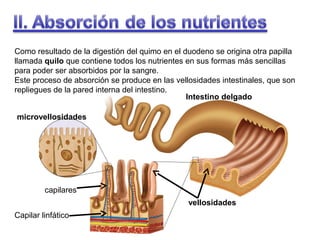 Como resultado de la digestión del quimo en el duodeno se origina otra papilla
llamada quilo que contiene todos los nutrientes en sus formas más sencillas
para poder ser absorbidos por la sangre.
Este proceso de absorción se produce en las vellosidades intestinales, que son
repliegues de la pared interna del intestino.
Intestino delgado
microvellosidades

capilares
vellosidades
Capilar linfático

 
