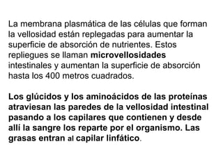 La membrana plasmática de las células que forman
la vellosidad están replegadas para aumentar la
superficie de absorción de nutrientes. Estos
repliegues se llaman microvellosidades
intestinales y aumentan la superficie de absorción
hasta los 400 metros cuadrados.
Los glúcidos y los aminoácidos de las proteínas
atraviesan las paredes de la vellosidad intestinal
pasando a los capilares que contienen y desde
allí la sangre los reparte por el organismo. Las
grasas entran al capilar linfático.

 