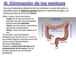 Una vez realizada la absorción de los nutrientes, la parte del quilo no
absorbido pasa al intestino grueso donde se reabsorbe el agua y se
elimina el resto en forma de heces.
-Mide 1 metro y tiene tres tramos:
-Ciego: Es el inicio con forma de
bolsa del que sale una prolongación
estrecha llamada apéndice.
-Colon con tres tramos: ascendente,
transversal y descendente.
-Recto: Tramo final que acaba en el
ano.
- En el colon viven las bacterias
simbióticas que forman la flora intestinal
que produce algunas vitaminas como la K
y de la cual nos aprovechamos.
-No tiene vellosidades.
-Realiza la reabsorción del agua y la
compactación de las heces, que se
mueven gracias a los movimientos
peristálticos

 