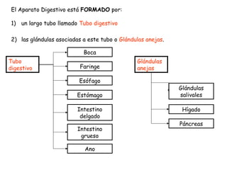 El Aparato Digestivo está FORMADO por:
1) un largo tubo llamado Tubo digestivo
2) las glándulas asociadas a este tubo o Glándulas anejas.
Boca
Tubo
digestivo

Faringe
Esófago
Estómago
Intestino
delgado
Intestino
grueso
Ano

Glándulas
anejas
Glándulas
salivales
Hígado
Páncreas

 