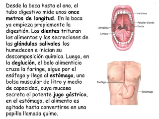 Desde la boca hasta el ano, el
tubo digestivo mide unos once
metros de longitud. En la boca
ya empieza propiamente la
digestión. Los dientes trituran
los alimentos y las secreciones de
las glándulas salivales los
humedecen e inician su
descomposición química. Luego, en
la deglución, el bolo alimenticio
cruza la faringe, sigue por el
esófago y llega al estómago, una
bolsa muscular de litro y medio
de capacidad, cuya mucosa
secreta el potente jugo gástrico,
en el estómago, el alimento es
agitado hasta convertirse en una
papilla llamada quimo. 

 