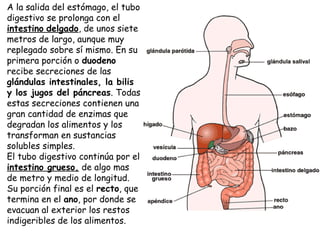 A la salida del estómago, el tubo
digestivo se prolonga con el
intestino delgado, de unos siete
metros de largo, aunque muy
replegado sobre sí mismo. En su
primera porción o duodeno
recibe secreciones de las
glándulas intestinales, la bilis
y los jugos del páncreas. Todas
estas secreciones contienen una
gran cantidad de enzimas que
degradan los alimentos y los
transforman en sustancias
solubles simples.
El tubo digestivo continúa por el
intestino grueso, de algo mas
de metro y medio de longitud.
Su porción final es el recto, que
termina en el ano, por donde se
evacuan al exterior los restos
indigeribles de los alimentos. 

 

 