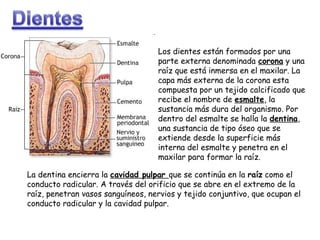 Los dientes están formados por una
parte externa denominada corona y una
raíz que está inmersa en el maxilar. La
capa más externa de la corona esta
compuesta por un tejido calcificado que
recibe el nombre de esmalte, la
sustancia más dura del organismo. Por
dentro del esmalte se halla la dentina,
una sustancia de tipo óseo que se
extiende desde la superficie más
interna del esmalte y penetra en el
maxilar para formar la raíz.
La dentina encierra la cavidad pulpar que se continúa en la raíz como el
conducto radicular. A través del orificio que se abre en el extremo de la
raíz, penetran vasos sanguíneos, nervios y tejido conjuntivo, que ocupan el
conducto radicular y la cavidad pulpar.

 