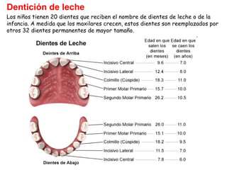 Dentición de leche
Los niños tienen 20 dientes que reciben el nombre de dientes de leche o de la
infancia. A medida que los maxilares crecen, estos dientes son reemplazados por
otros 32 dientes permanentes de mayor tamaño.

 