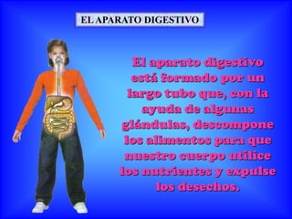 ELAPARATO DIGESTIVO
El aparato digestivo
está formado por un
largo tubo que, con la
ayuda de algunas
glándulas, descompone
los alimentos para que
nuestro cuerpo utilice
los nutrientes y expulse
los desechos.
 