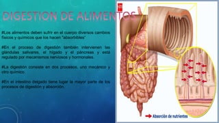 #Los alimentos deben sufrir en el cuerpo diversos cambios 
físicos y químicos que los hacen "absorbibles“ 
#En el proceso de digestión también intervienen las 
glándulas salivares, el hígado y el páncreas y está 
regulado por mecanismos nerviosos y hormonales. 
#La digestión consiste en dos procesos, uno mecánico y 
otro químico. 
#En el intestino delgado tiene lugar la mayor parte de los 
procesos de digestión y absorción. 
 