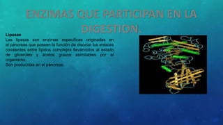 Lipasas 
Las lipasas son enzimas específicas originadas en 
el páncreas que poseen la función de disociar los enlaces 
covalentes entre lípidos complejos llevándolos al estado 
de gliceroles y ácidos grasos asimilables por el 
organismo. 
Son producidas en el páncreas. 
 