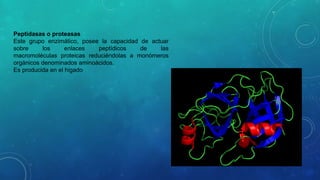 Peptidasas o proteasas 
Este grupo enzimático, posee la capacidad de actuar 
sobre los enlaces peptídicos de las 
macromoléculas proteicas reduciéndolas a monómeros 
orgánicos denominados aminoácidos. 
Es producida en el higado 
 