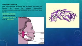 Amilasas o ptialinas 
Las denominadas amilasas son aquellas enzimas con 
función de romper los enlaces glucosídicos 
entre monosacáridos dejándolos de forma individual para 
ser así. 
Glándulas salivales 
(sobre todo en las 
glándulas parótidas) 
y en el páncreas 
