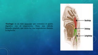 •Faringe: es un tubo muscular que comunica el aparto 
digestivo con el respiratorio. Tiene una válvula 
llamada epiglotis, que cierra las vías respiratorias durante 
la deglución. 
 