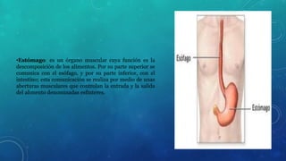 •Estómago: es un órgano muscular cuya función es la 
descomposición de los alimentos. Por su parte superior se 
comunica con el esófago, y por su parte inferior, con el 
intestino; esta comunicación se realiza por medio de unas 
aberturas musculares que controlan la entrada y la salida 
del alimento denominadas esfínteres. 
 