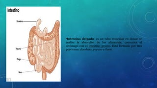 •Intestino delgado: es un tubo muscular en donde se 
realiza la absorción de los alimentos; comunica el 
estómago con el intestino grueso. Está formado por tres 
porciones: duodeno, yeyuno e íleon. 
 