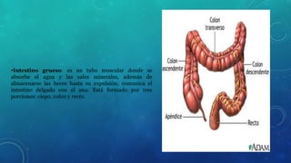 •Intestino grueso: es un tubo muscular donde se 
absorbe el agua y las sales minerales, además de 
almacenarse las heces hasta su expulsión; comunica el 
intestino delgado con el ano. Está formado por tres 
porciones: ciego, colon y recto. 
 