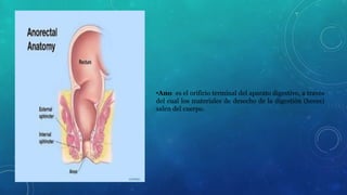 •Ano: es el orificio terminal del aparato digestivo, a través 
del cual los materiales de desecho de la digestión (heces) 
salen del cuerpo. 
 
