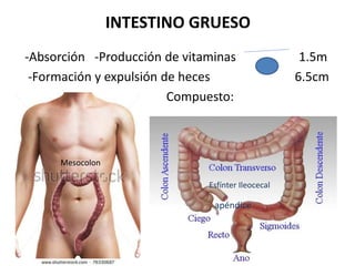 INTESTINO GRUESO 
-Absorción -Producción de vitaminas 1.5m 
-Formación y expulsión de heces 6.5cm 
Compuesto: 
Mesocolon 
Esfínter Ileocecal 
apéndice 
 