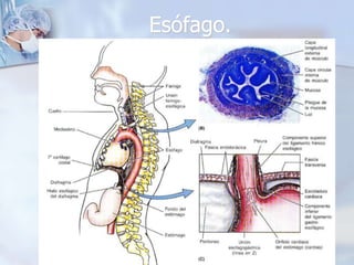 Esófago. 
 